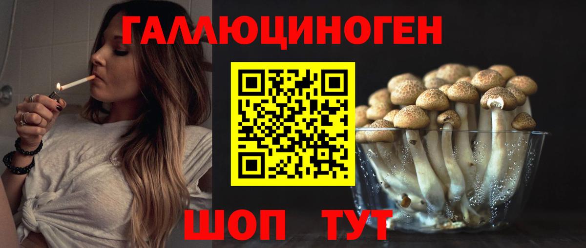 Псилоцибиновые грибы Psilocybe Вологда